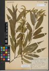 Foto von Salix alba L. x Salix fragilis L.